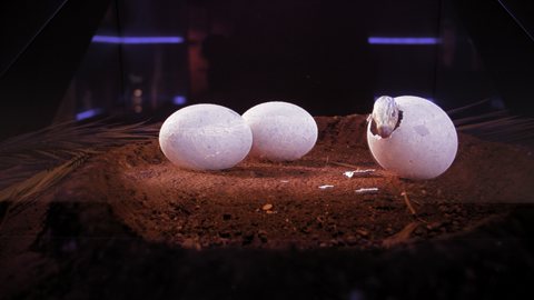 Maiasaura hologramme